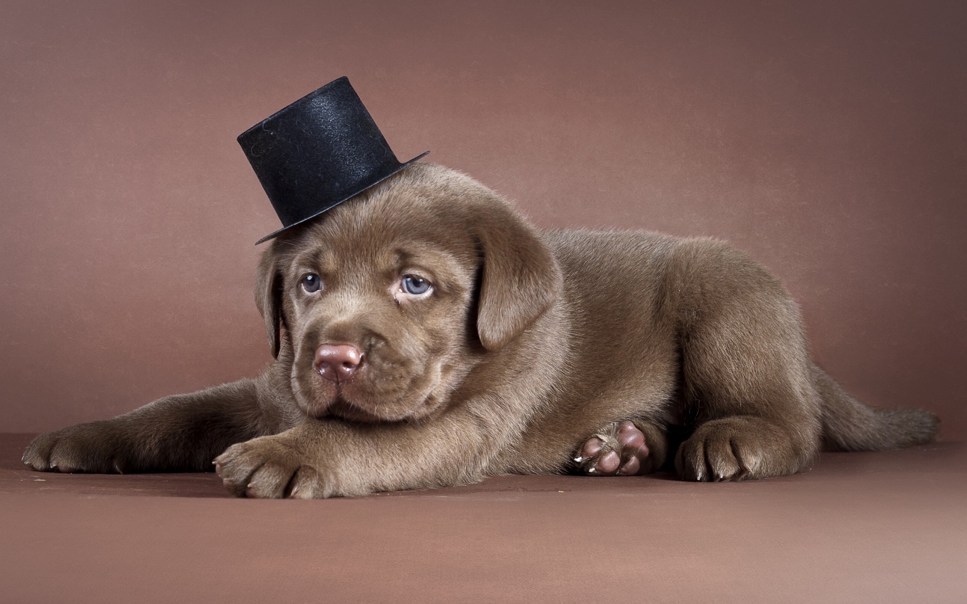 perro mamífero perro perro mascota cachorro retrato lindo animal solo raza pequeño sentarse