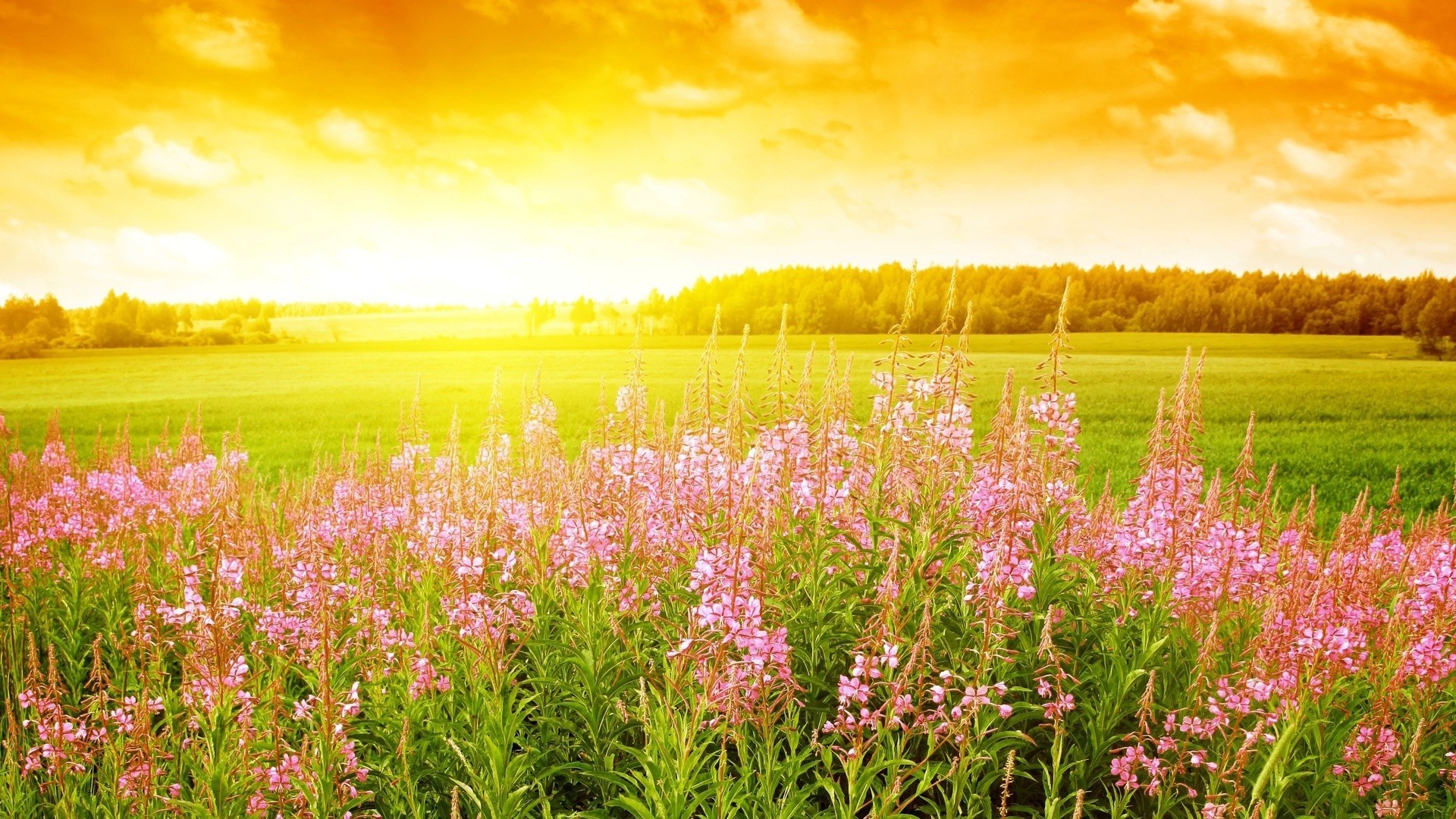 the sunset and sunrise rural nature flower summer field countryside hayfield grass flora landscape bright fair weather sun growth outdoors season leaf agriculture dawn