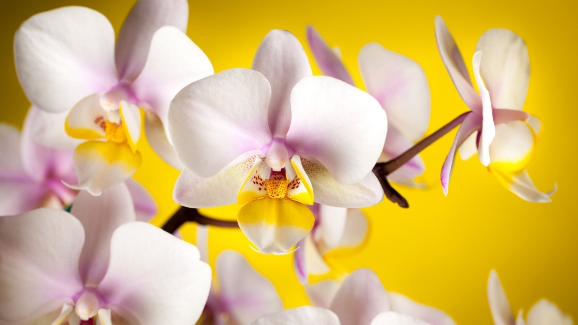 kwiaty kwiat storczyki natura flora płatek phalaenopsis tropikalny piękny elegancki egzotyczny bluming kwiatowy aromaterapia jasny romans delikatny romantyczny oddział liść