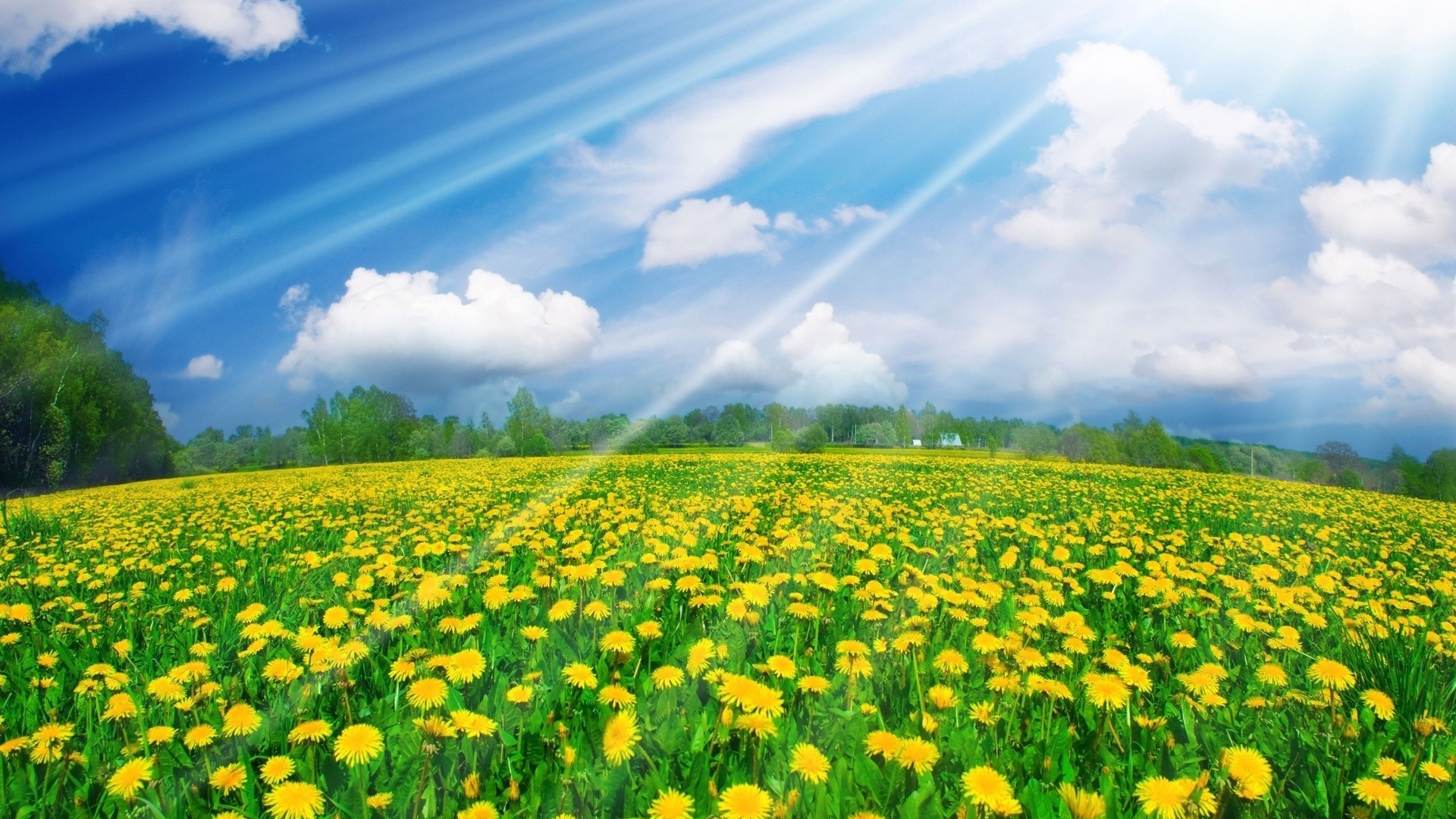 flowers hayfield landscape rural field grass summer nature outdoors agriculture fair weather countryside grassland pasture idyllic farm sky environment flower flora