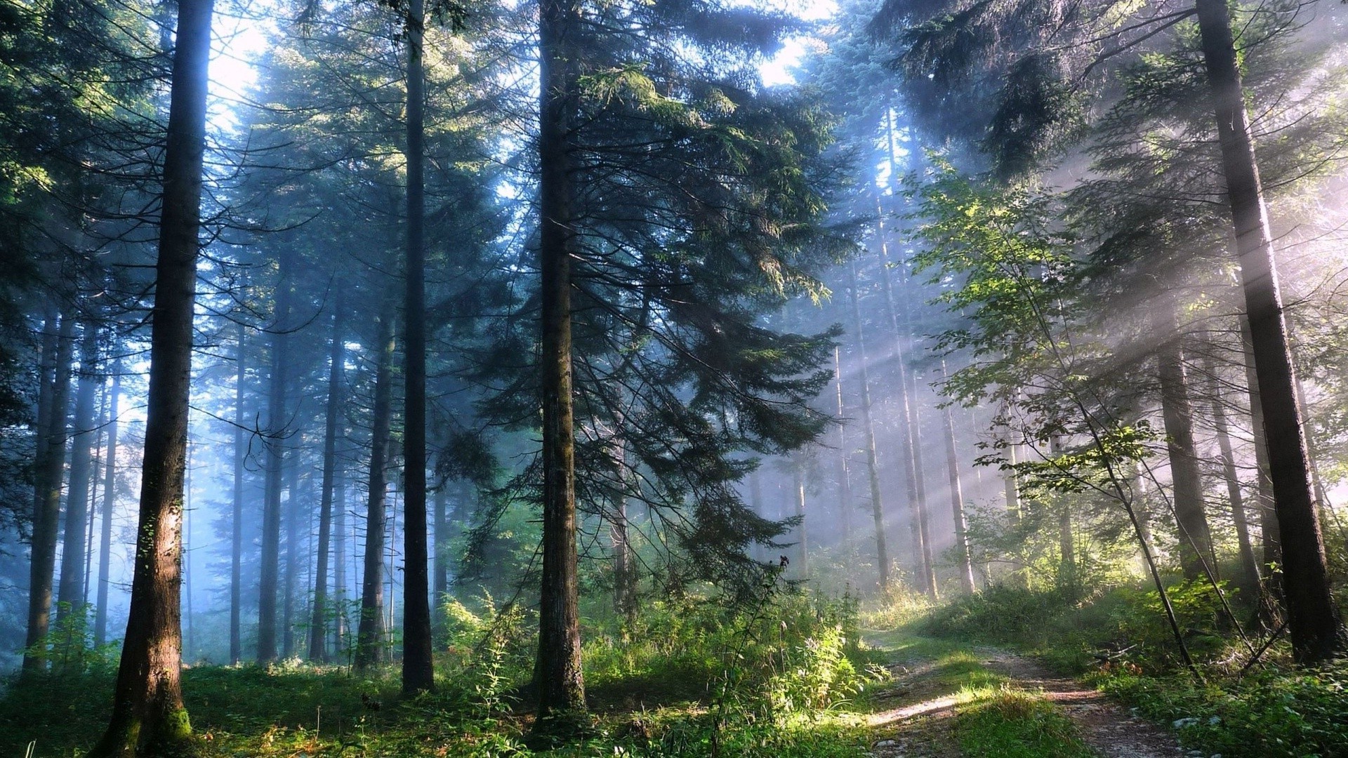 tramonto e alba legno natura nebbia albero nebbia alba paesaggio sole bel tempo parco foglia sunbim autunno all aperto ambiente luce lussureggiante pino conifere