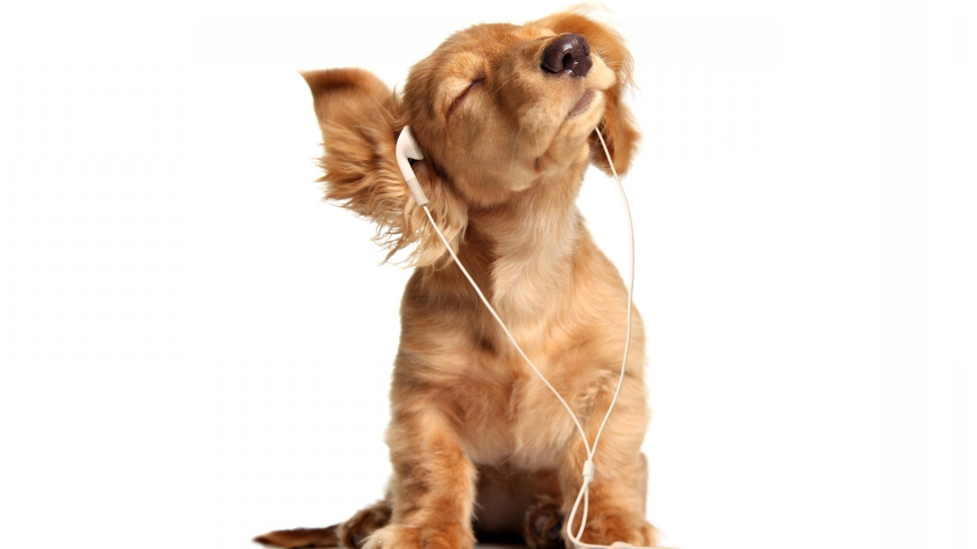 musica animale domestico cane animale domestico carino domestico purosangue cucciolo canino piccolo mammifero adorabile studio razza pedigree sedersi giovane divertente anteprima pelliccia isolato