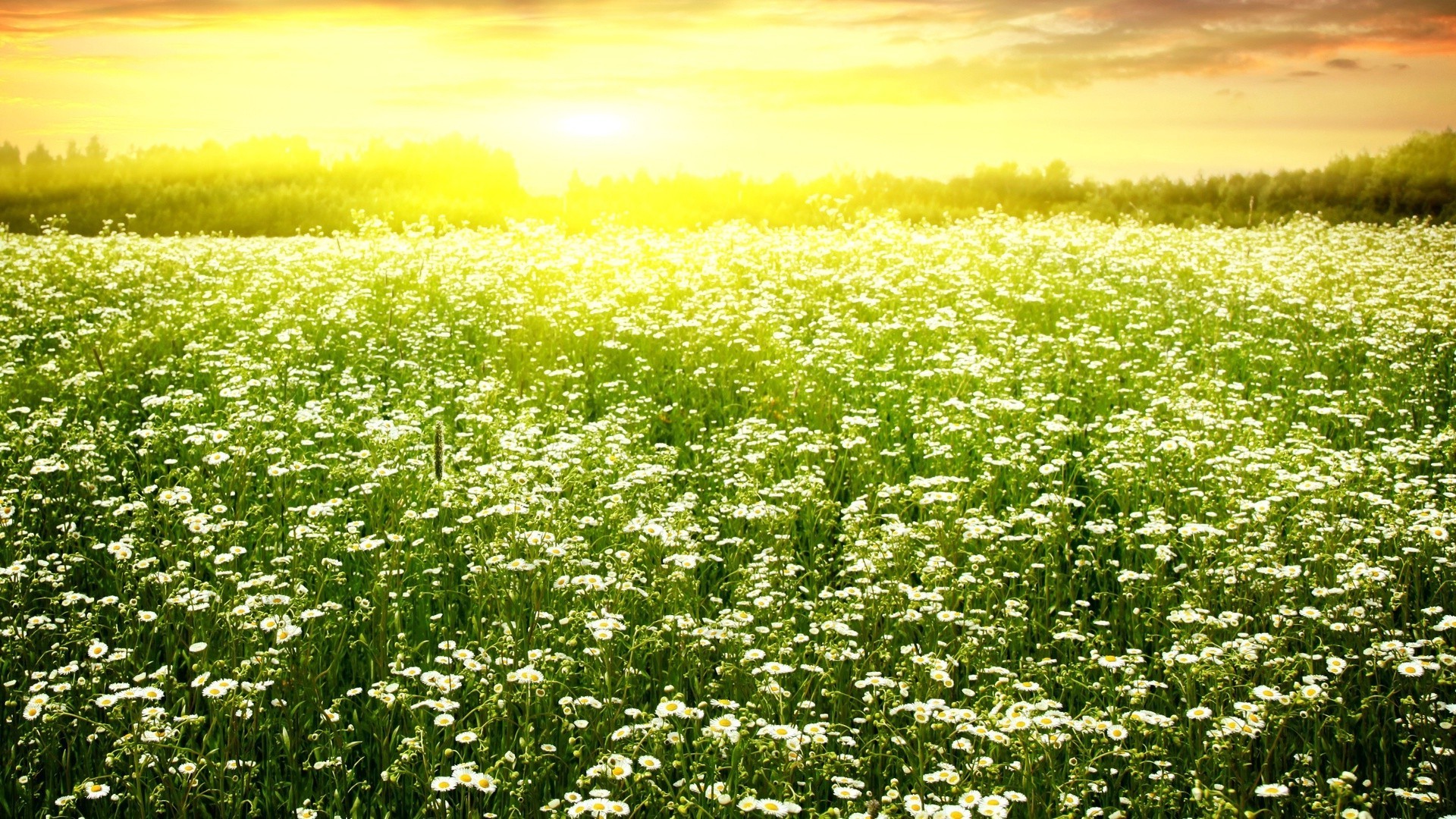 fleurs fleur nature champ été flore foin rural herbe paysage beau temps à l extérieur saison croissance agriculture feuille soleil environnement marguerites campagne