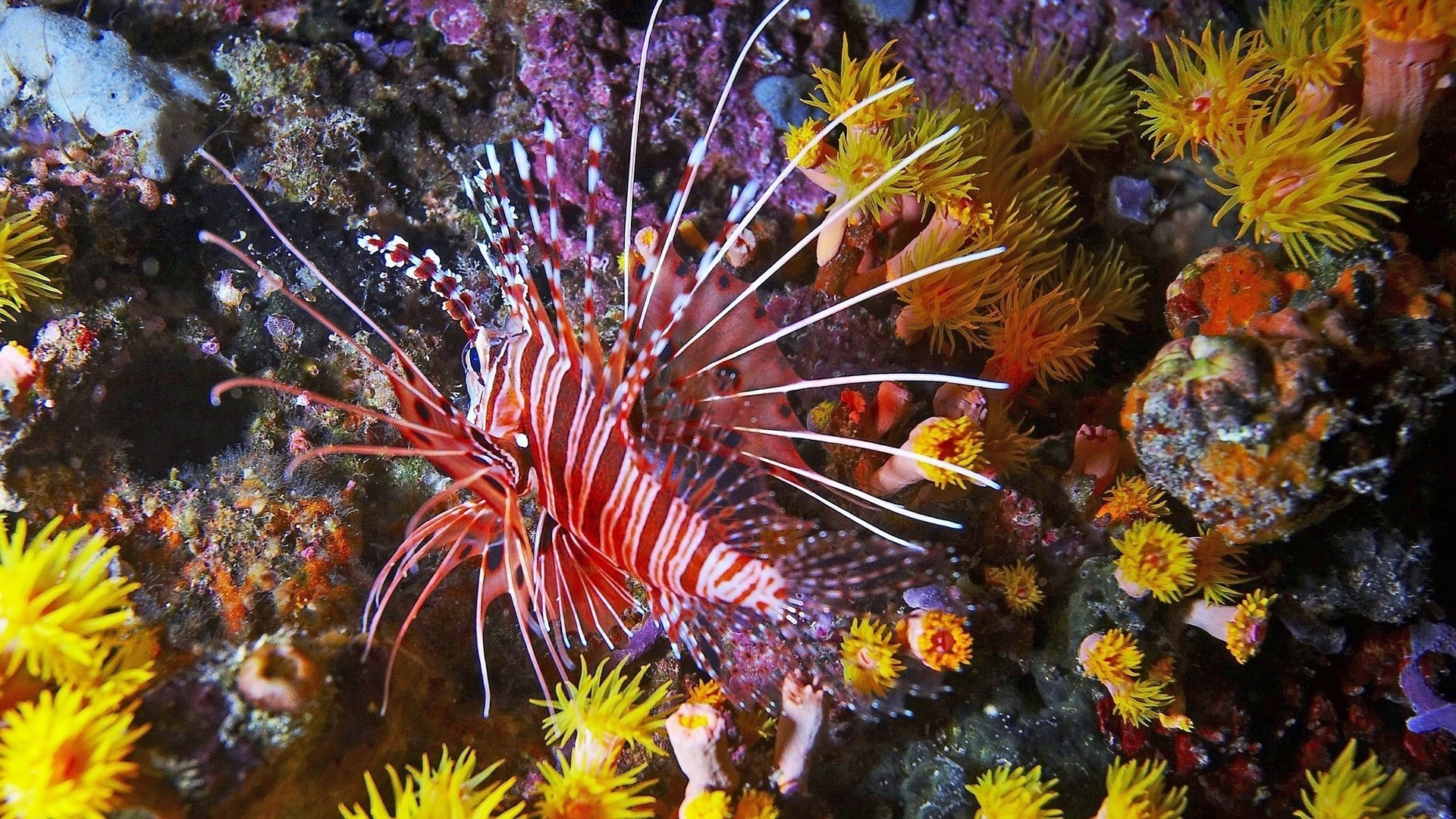 animais debaixo d água invertebrados coral cor peixes tropical natureza oceano equinodermos aquário