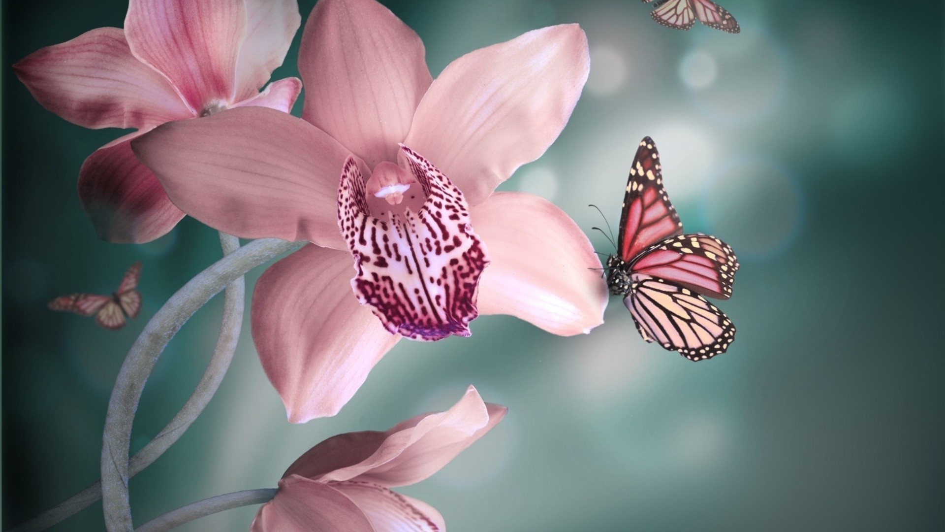 Фаленопсис бабочка Баттерфляй