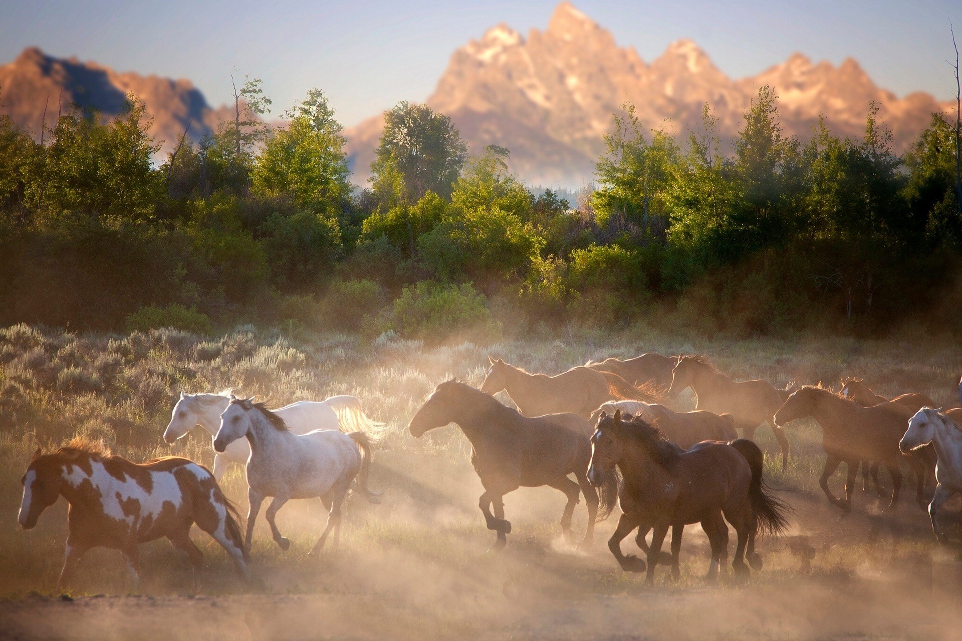 caballo mamífero caballería puesta del sol amanecer al aire libre ganado por la noche rebaño viajes animales vivos granja cielo vida silvestre anochecer mustang agricultura paisaje pastizales vaquero