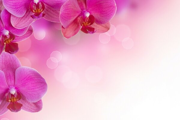 Pink orchids on a pink background