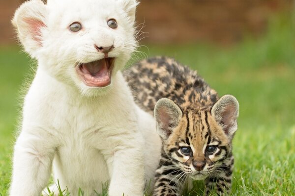 Cute cubs of the feline family