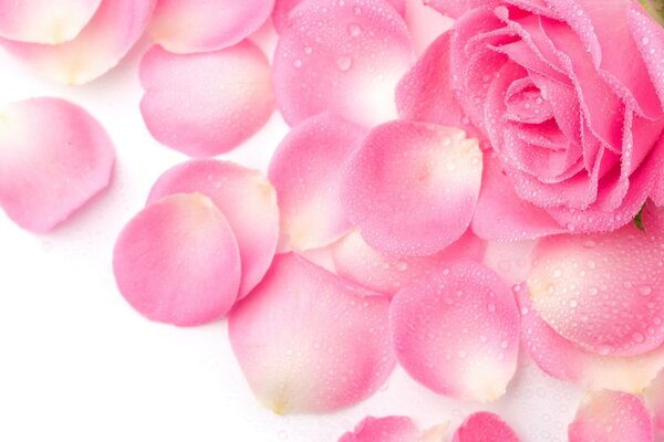 Rose and rose petals on a white background