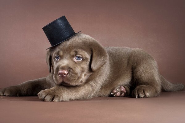 Chocolate labrador puppy in a black top hat