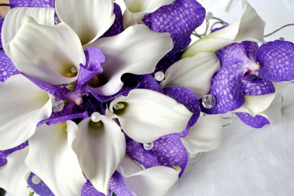 Hermosas flores de color blanco púrpura