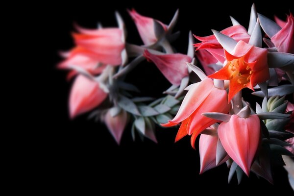 Beautiful photo of a red flower on a black background