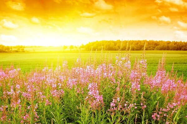 O belo amanhecer da natureza rural