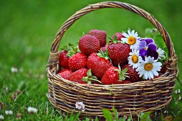 Karzina bayas y flores en el campo