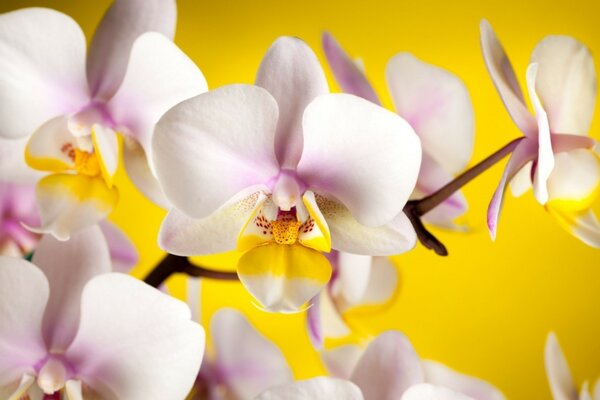 Delicada flor de orquídea