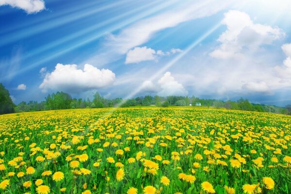 A field of yellow dandelions under the summer sun