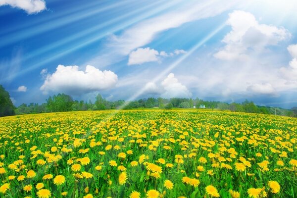 Un campo de dientes de León amarillos bajo el sol de verano