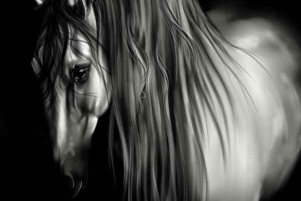 Fotografía en blanco y negro de un caballo