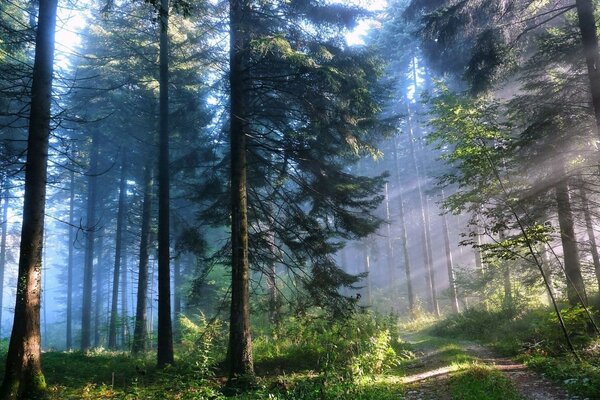 Herrliche Dämmerung der Sonne im Wald