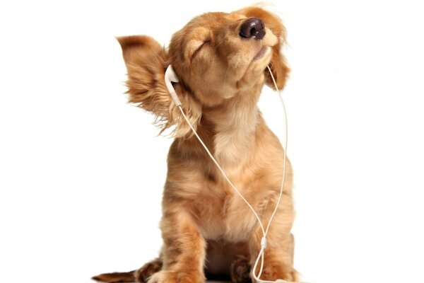 A red-haired puppy listens to music