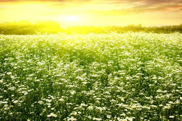 Flowers in the field on a spring day