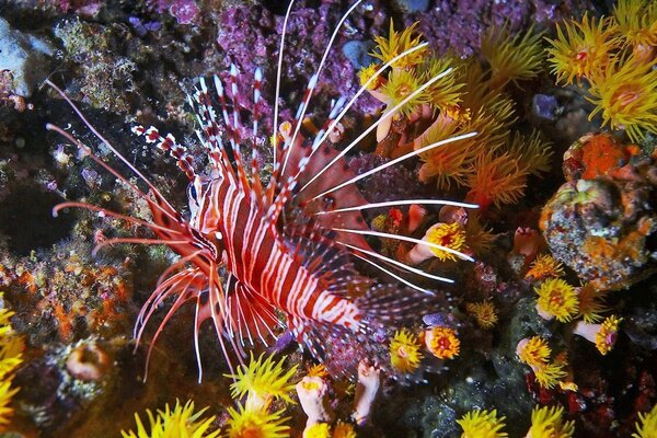 The mysteries of the ocean s underwater reefs