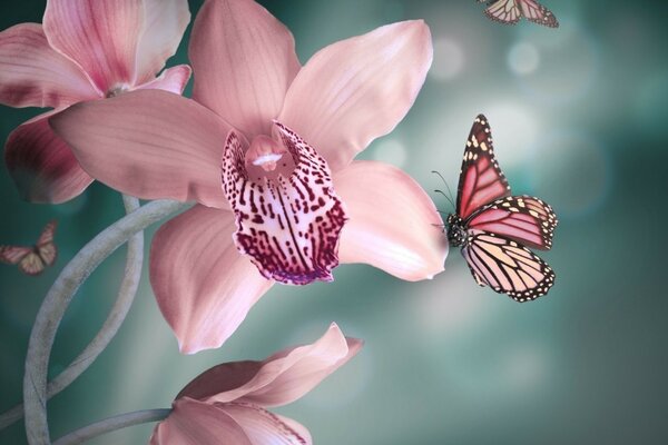 A butterfly sits on a pink flower