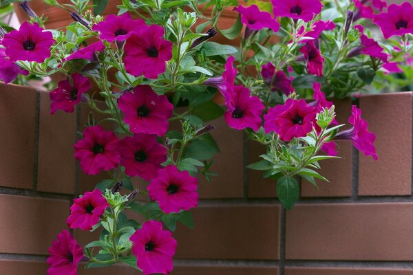 Flores em tijolos pendurados para baixo