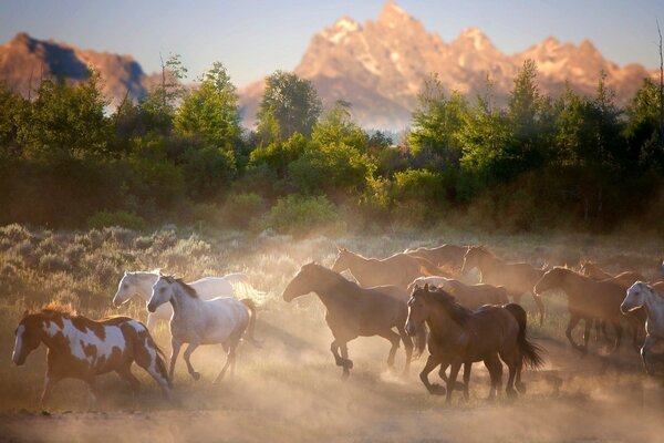 A herd of bay horses at dawn