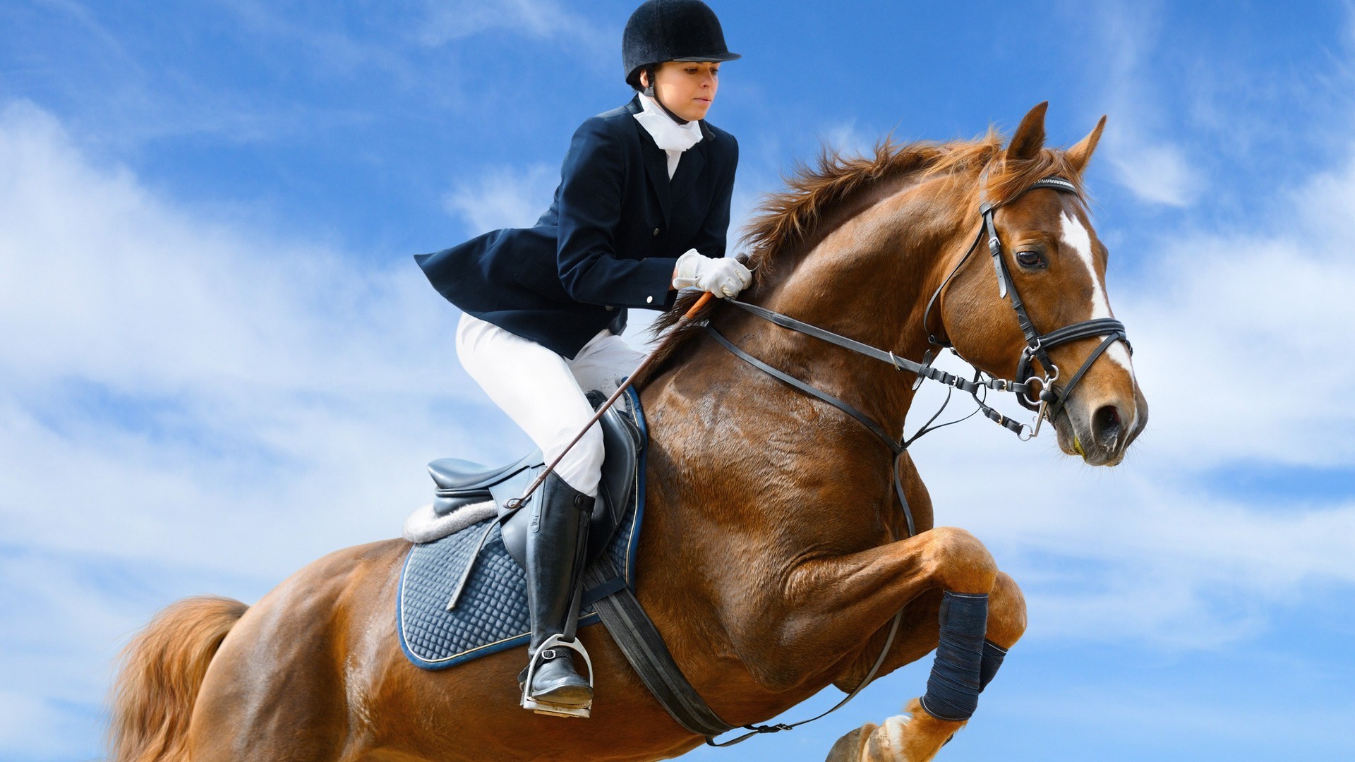 sport kavallerie sitzen pferd säugetier reiten wettbewerb pferdezucht hengst reiter ein aktion zaumzeug frau sattel mann erwachsener marine