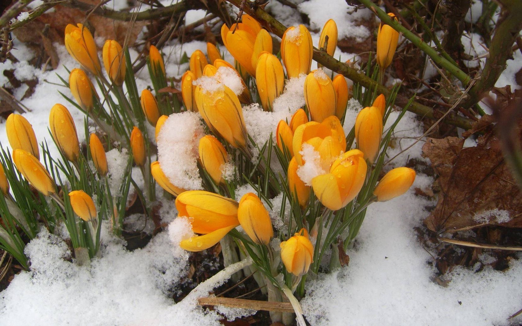 flores na neve natureza temporada flor folha ao ar livre flora jardim bom tempo páscoa close-up grama blooming brilhante cor açafrão floral parque pétala