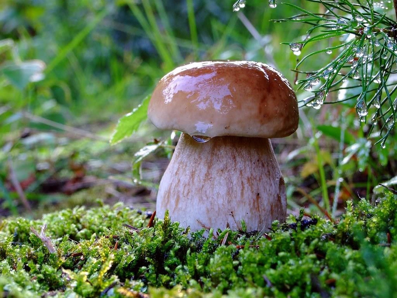 champignons champignon champignon nature mousse bois herbe automne nourriture borovik feuille flore comestible à l extérieur été croissance gros plan légume saison sauvage