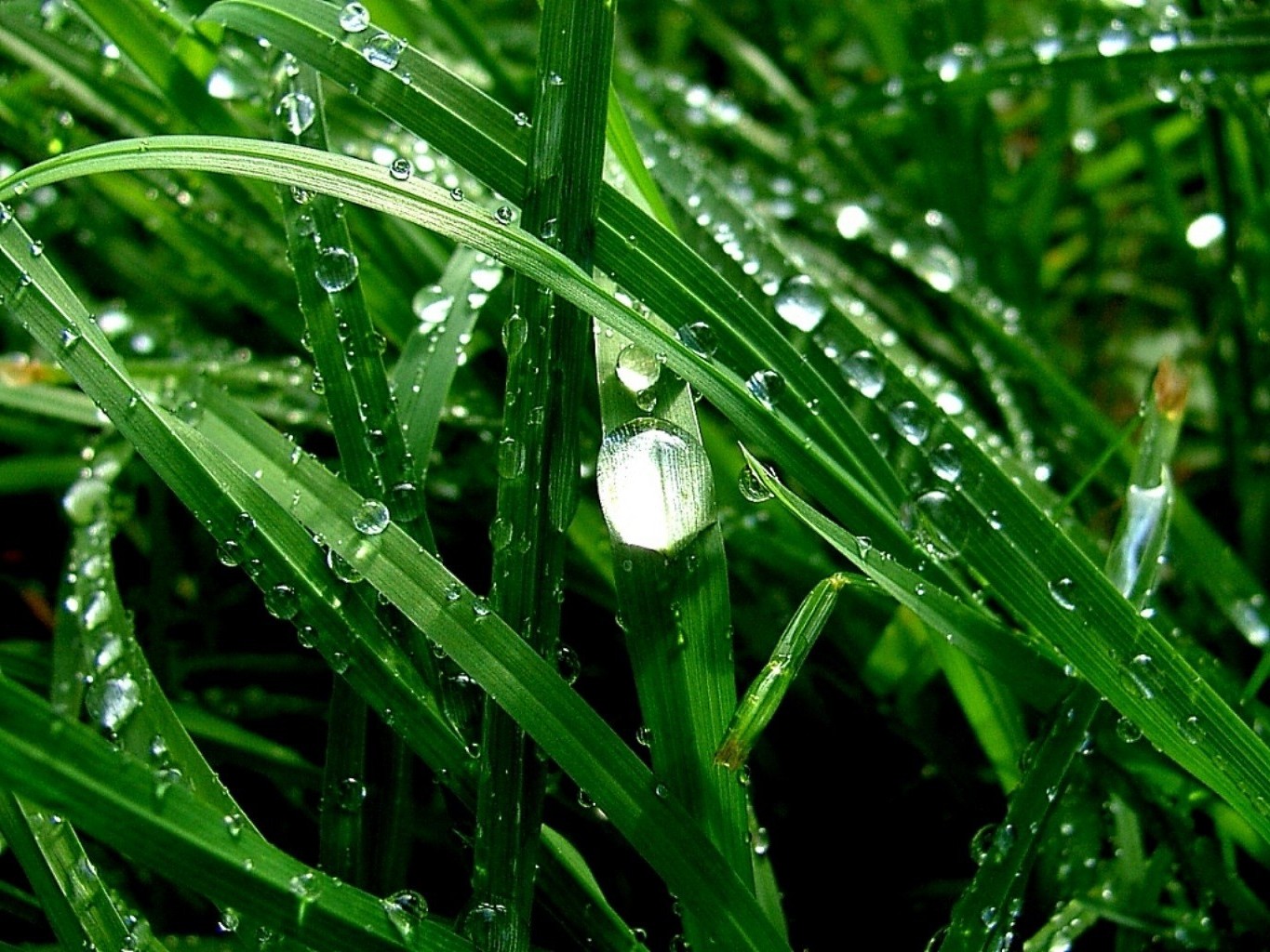 Grass after the rain - Phone wallpapers