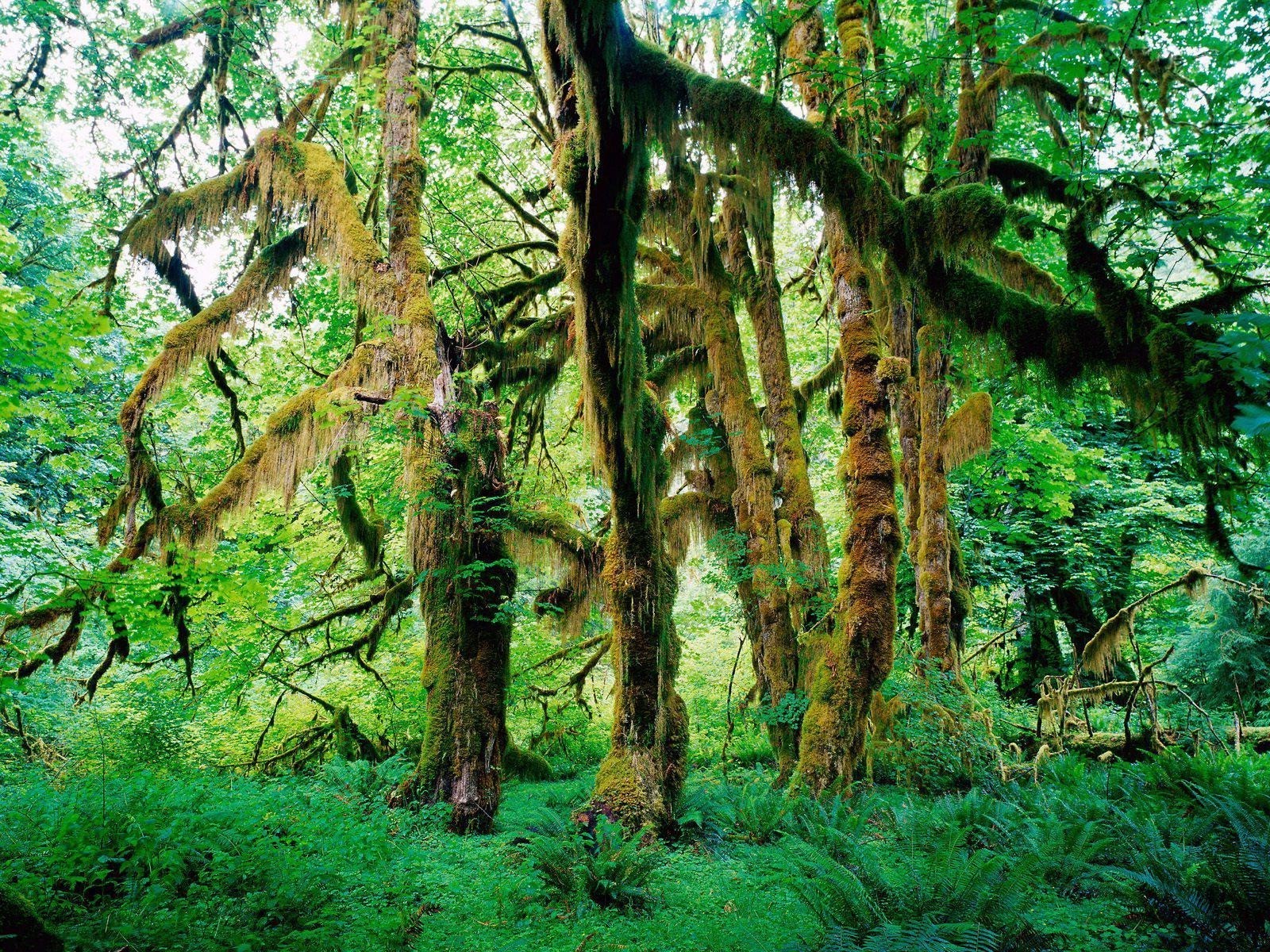 estate legno natura albero foglia paesaggio selvaggio ambiente tronco parco lussureggiante bel tempo flora muschio crescita alba sole stagione ramo paesaggio