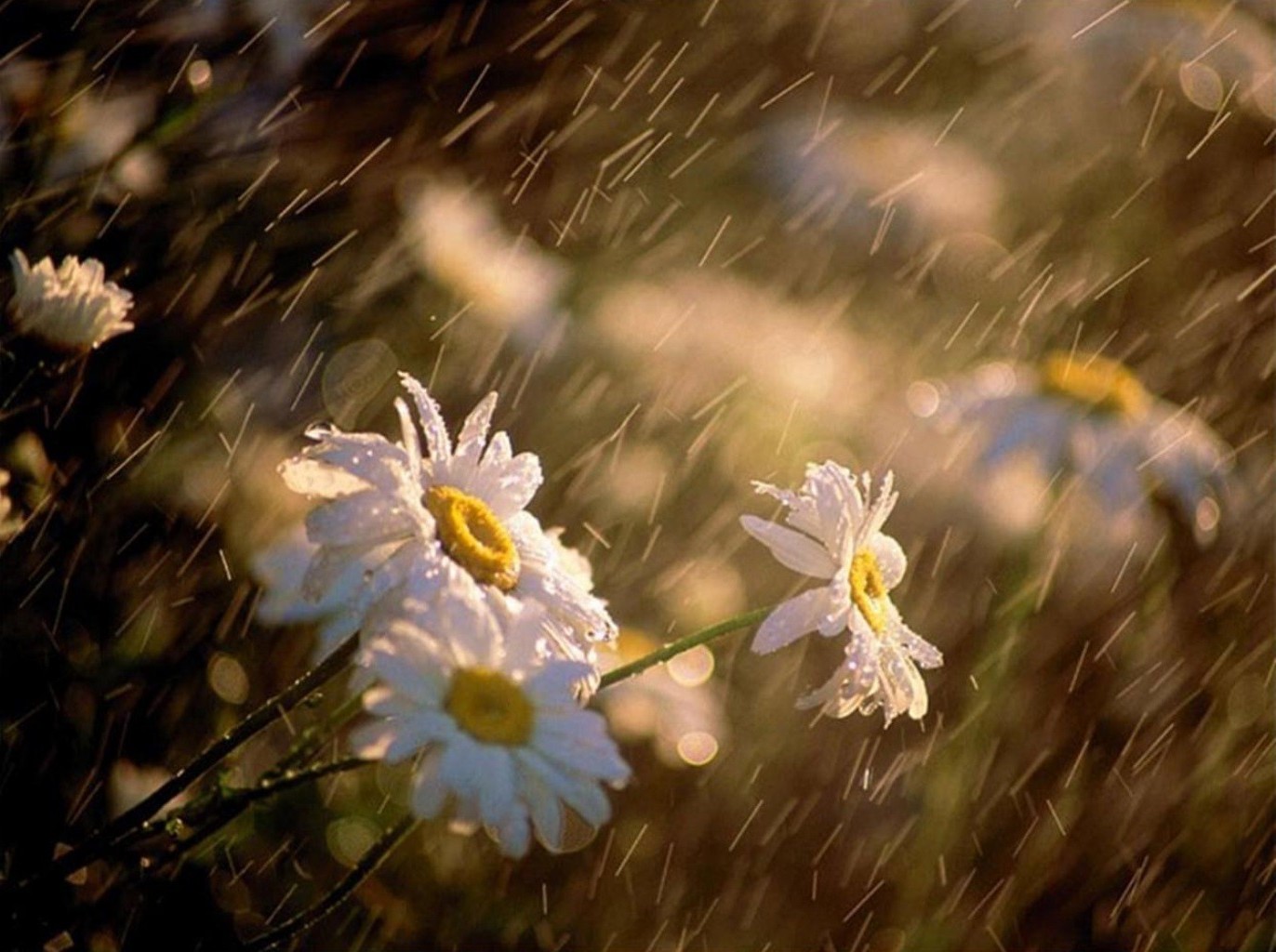 summer flower nature field flora grass color garden hayfield fair weather sun outdoors season close-up rural growth blooming bright leaf