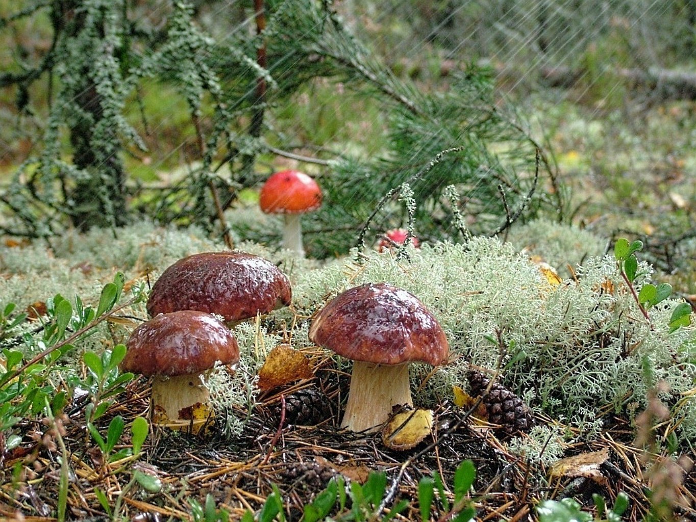 champignons champignon champignon borovik automne nature comestible bois nourriture saison champignon flore sauvage herbe feuille à l extérieur couverture mousse été