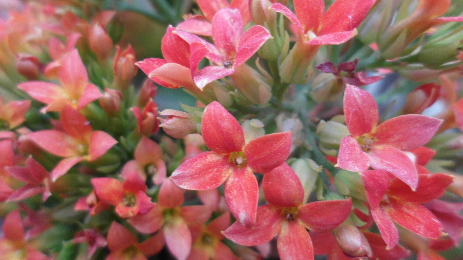 fleurs nature fleur flore jardin floral arbuste été bluming feuille pétale couleur gros plan parc botanique lumineux à l extérieur champ croissance branche