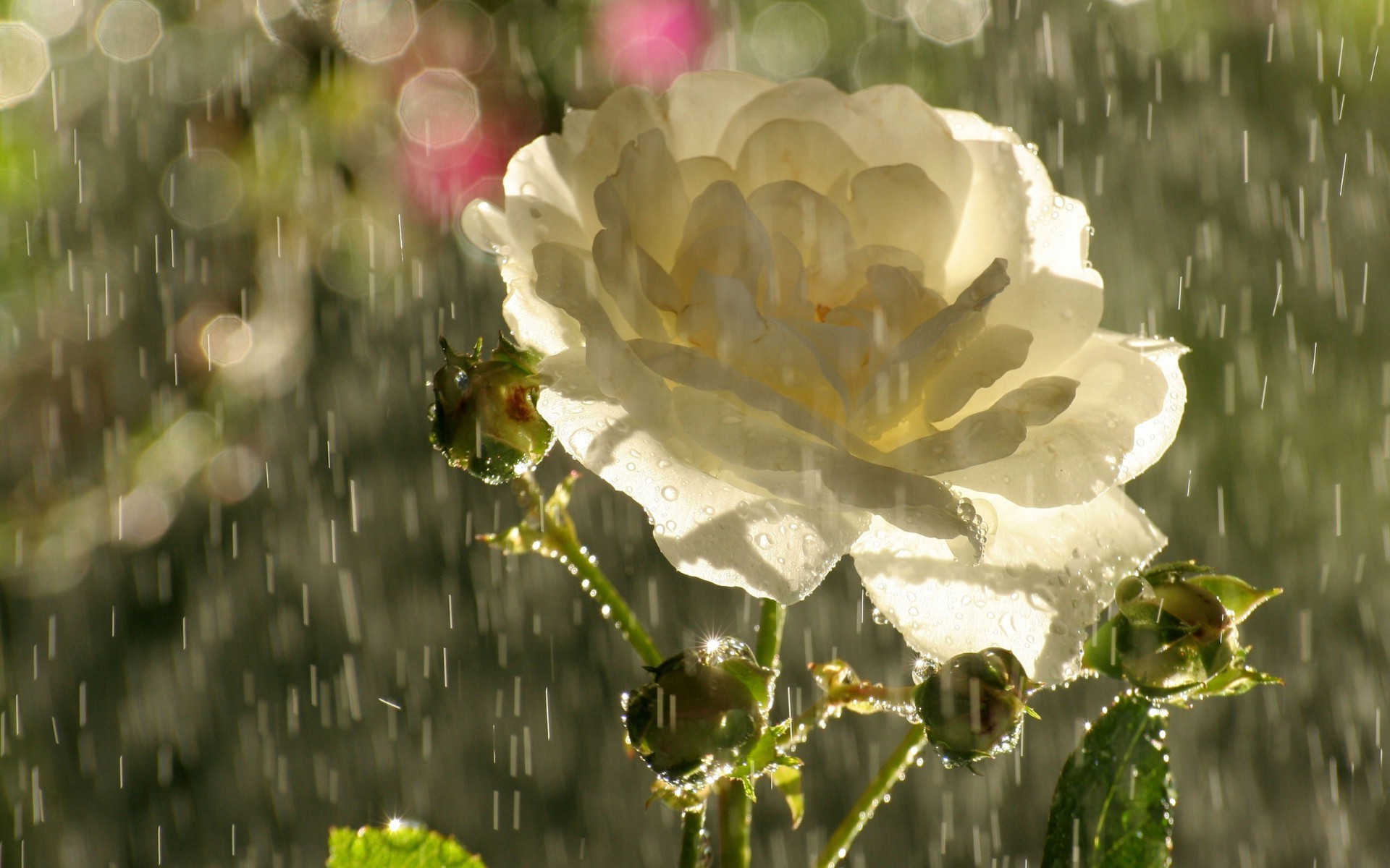 çiçekler çiçek doğa yaz flora bahçe renk çiçeklenme alan açık havada parlak yaprak çiçek güzel petal yakın çekim sezon