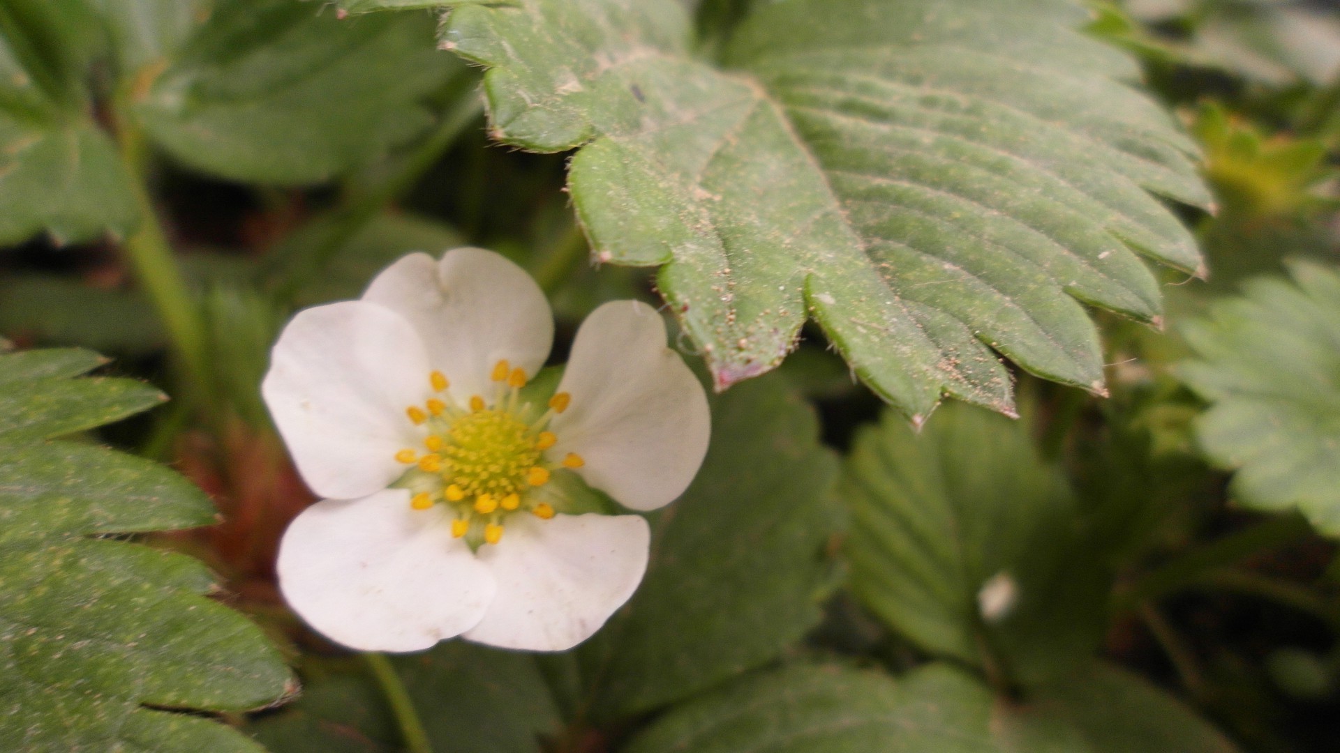 kwiaty natura liść flora na zewnątrz kwiat ogród wzrost lato zbliżenie kwiatowy dziki bluming