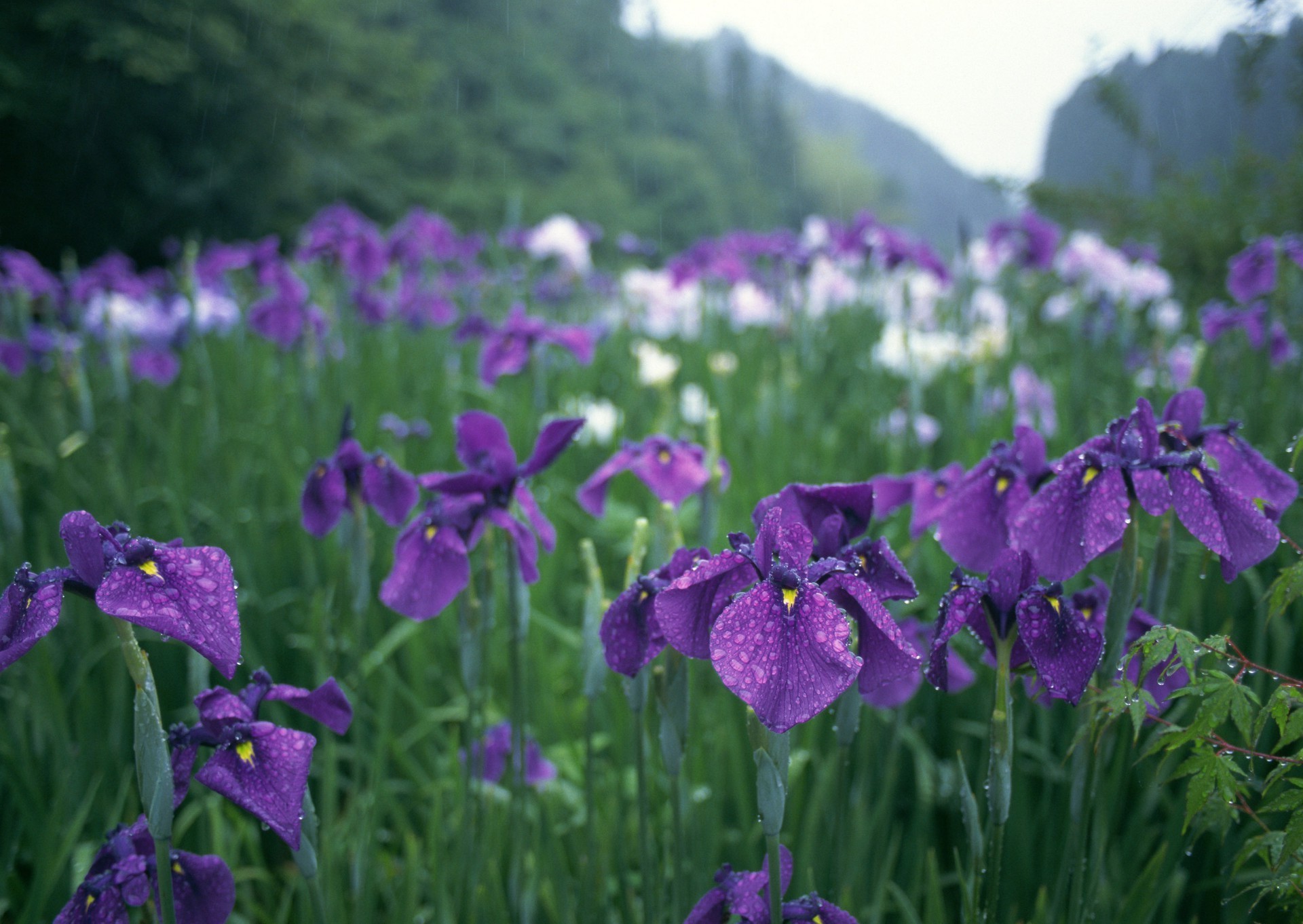 sommer blume natur flora garten im freien blumen blatt heuhaufen wachstum blühen feld gras violet blütenblatt saison farbe hell gutes wetter