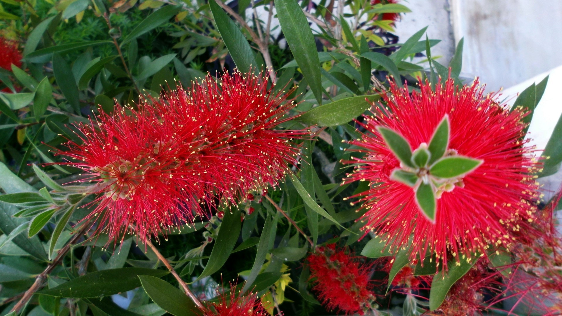 flowers nature flora garden flower leaf summer close-up color tropical blooming floral bright tree shrub season botanical exotic outdoors vibrant