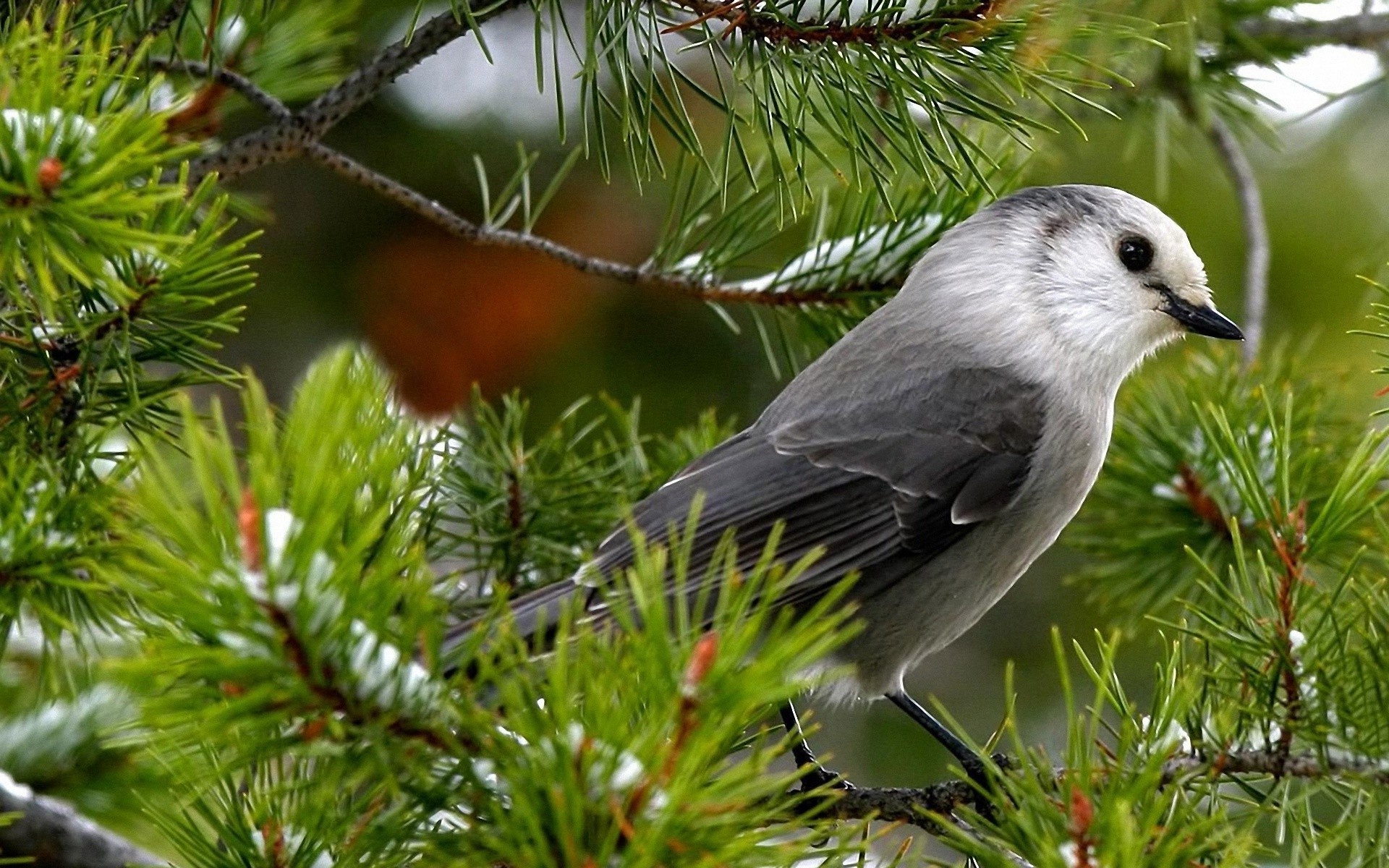 animaux arbre faune oiseau hiver nature à l extérieur noël