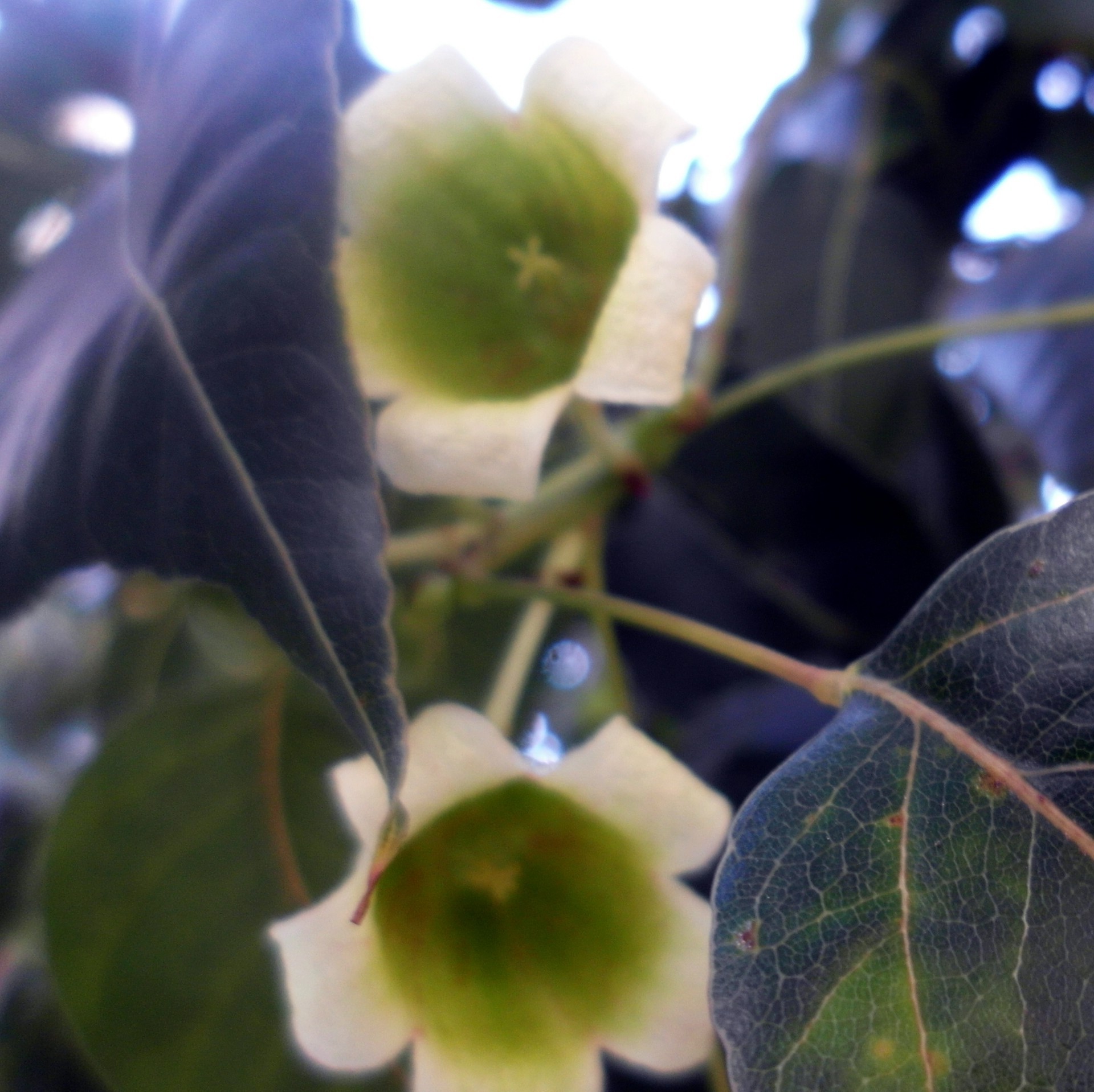 folhinhas folha natureza flor ao ar livre cor borrão jardim