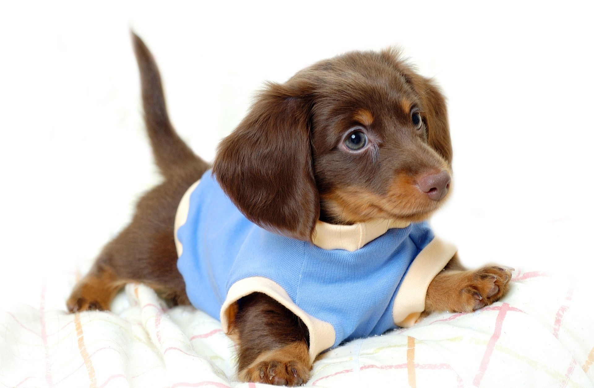 dogs pet dog cute mammal canine little puppy animal sit looking adorable