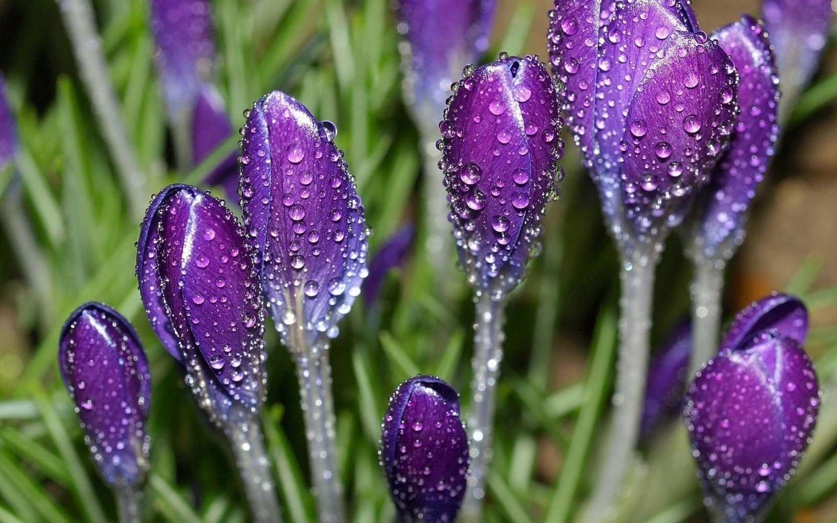 flowers nature flower flora summer garden leaf floral blooming color bright season bulb growth petal field violet grass close-up outdoors