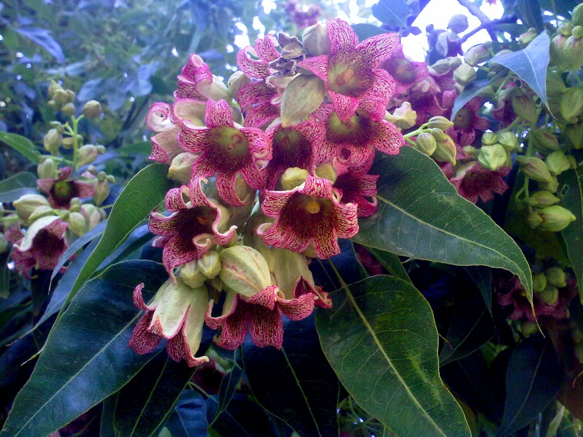 fiori natura fiore flora giardino foglia tropicale estate floreale fiore colore albero all aperto bella petalo ramo