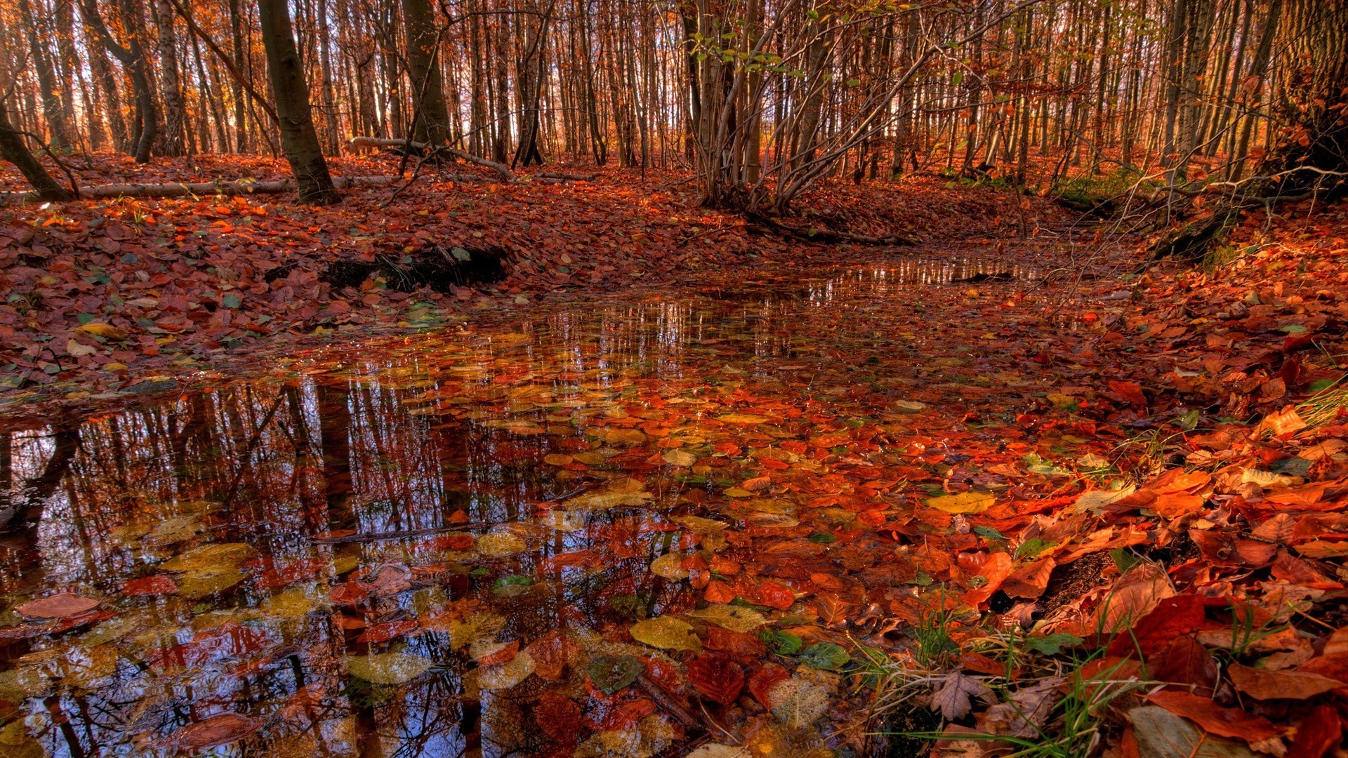 automne automne feuille bois bois nature paysage parc à l extérieur eau saison environnement érable scénique