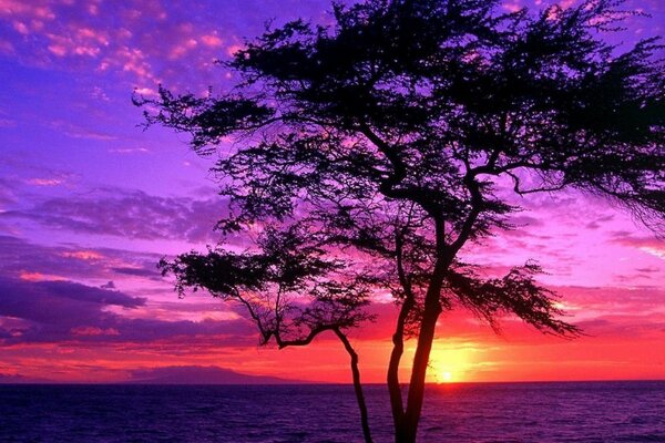 Arbre solitaire sur un beau coucher de soleil violet