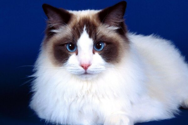 Blue-eyed cat on a blue background