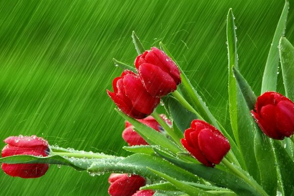 Tulipanes rojos sobre fondo verde